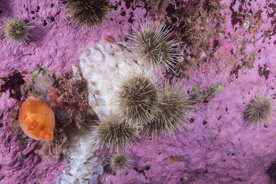 Green Sea Urchins Feeding On Eggs Photograph by Andrew J. Martinez