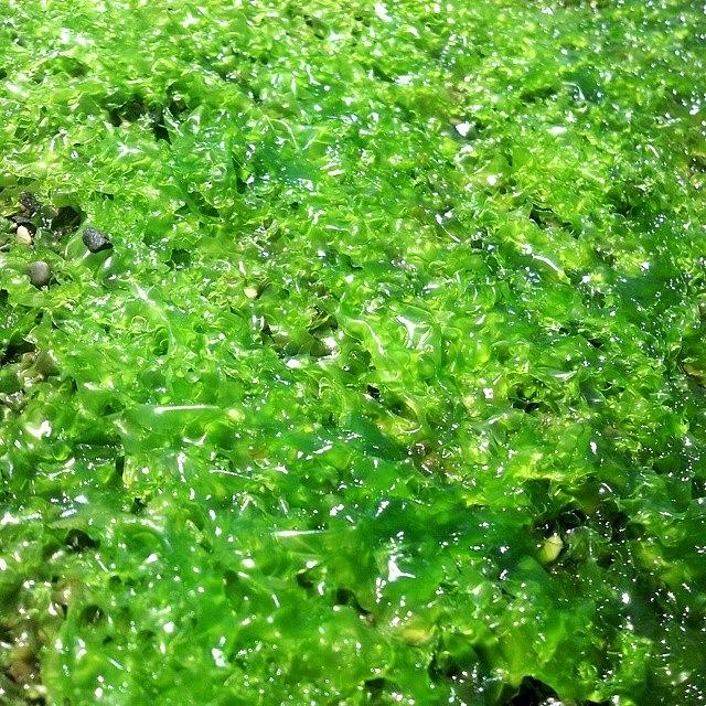 Nature Photograph - #green #seaweed #plant #plants #alive by The Texturologist