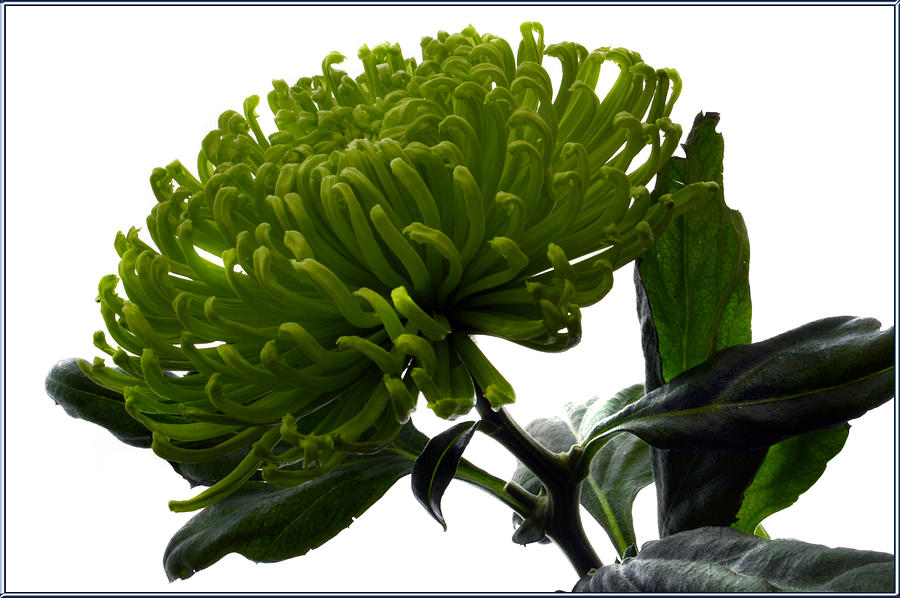 Green Shamrock Chrysanthemum. Photograph by Terence Davis