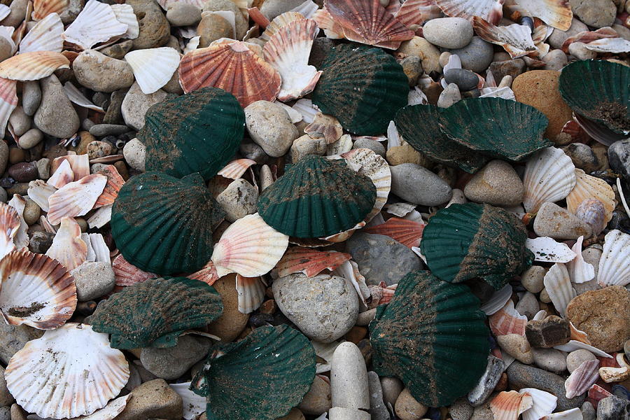 Green Shells Photograph by Aidan Moran