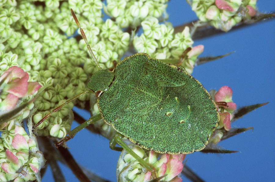 Wildlife Photograph - Green Shield Bug by M F Merlet/science Photo Library