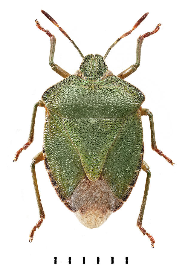 Nature Photograph - Green Shield Bug by Natural History Museum, London
