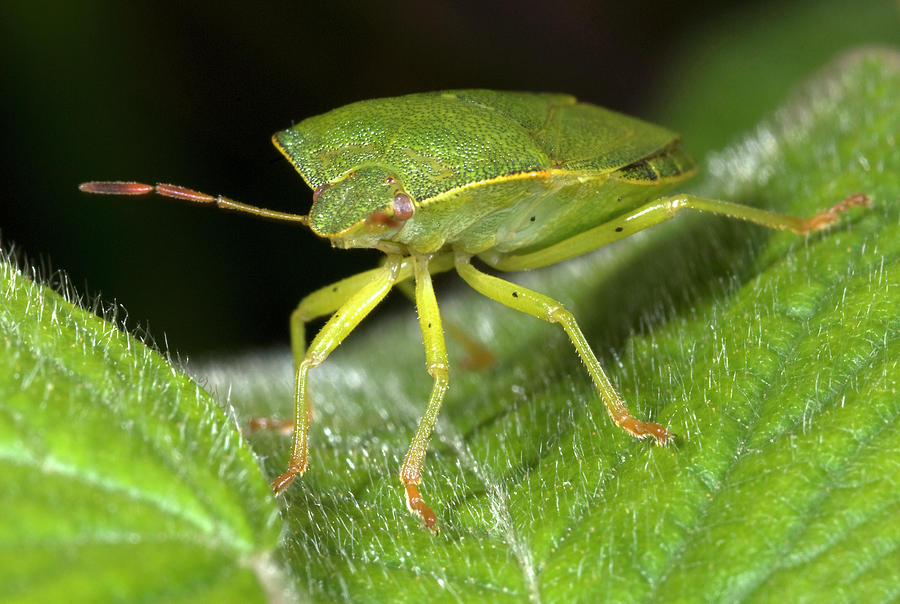 Green Shield Bug Photograph by Nigel Downer