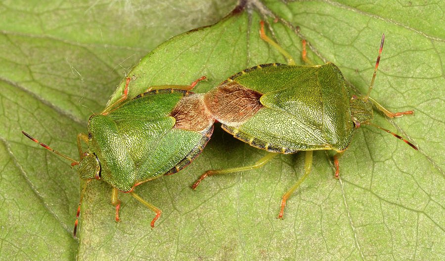 Nature Photograph - Green Shield Bugs Mating by Nigel Downer