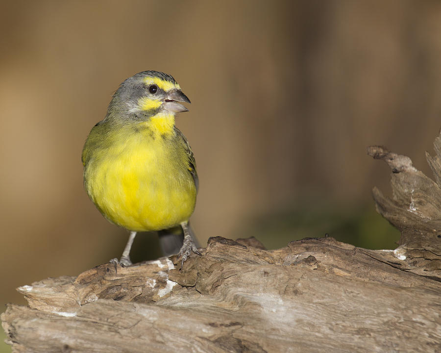 Green Singing Finch Photograph by Gerald Murray Photography - Fine Art
