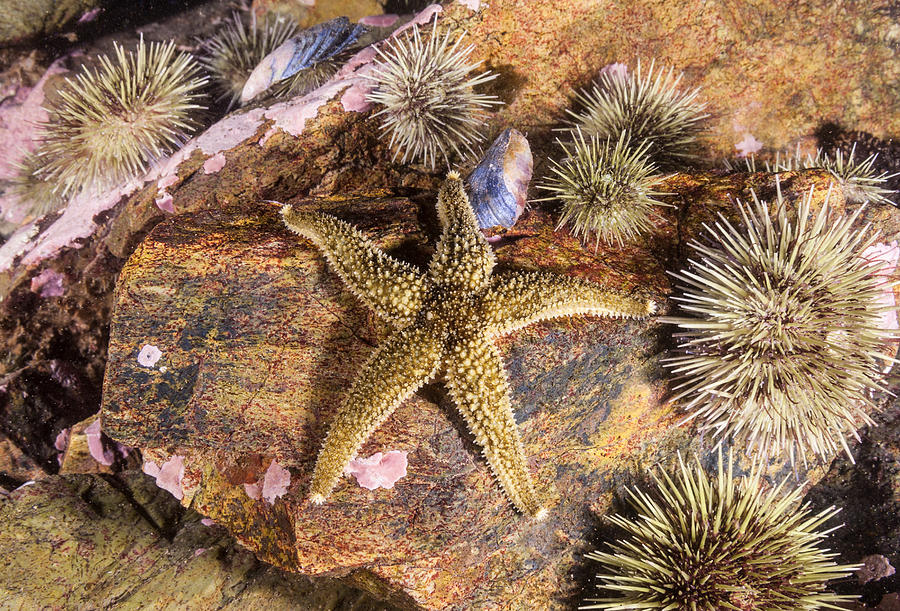 Green Slender Sea Star Photograph by Andrew J. Martinez