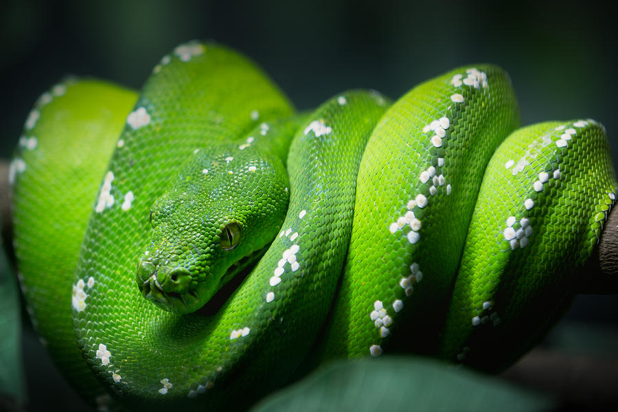 Green snake closeup Photograph by Busakorn Pongparnit
