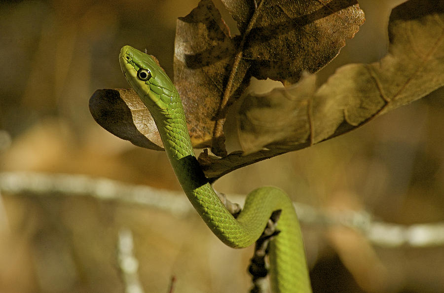 Green Snake by Greg Vizzi Green Snake by Greg Vizzi