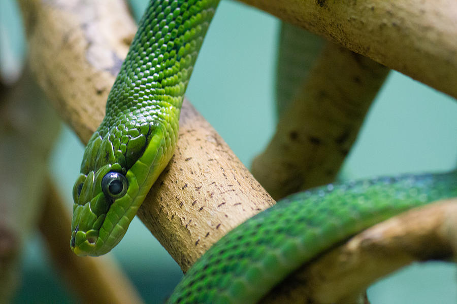 Green Snake Photograph by Leah Palmer