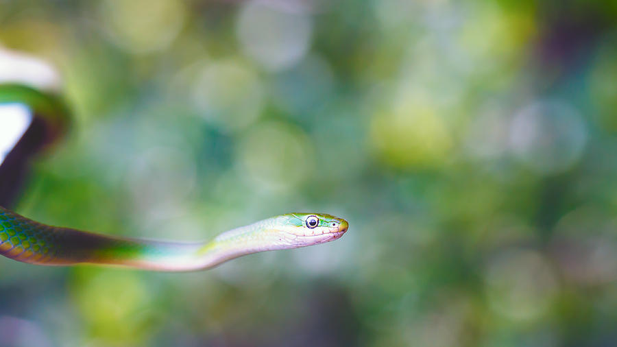 Green Snake Photograph by Steve Stephenson