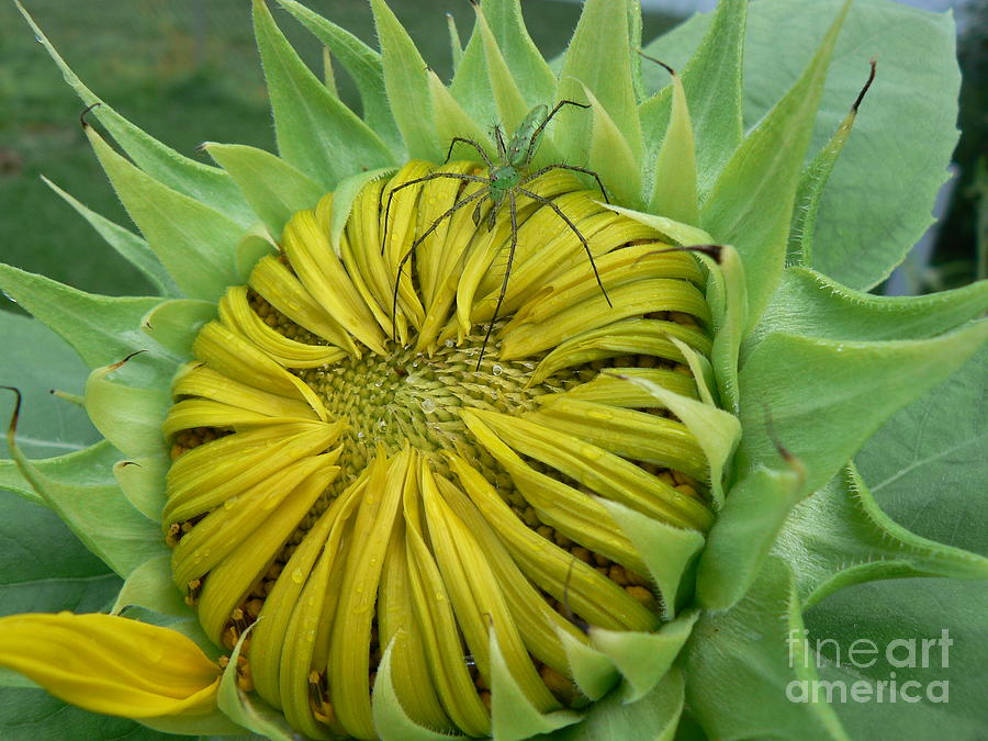Green Spider on a Sunflower Photograph by MM Anderson