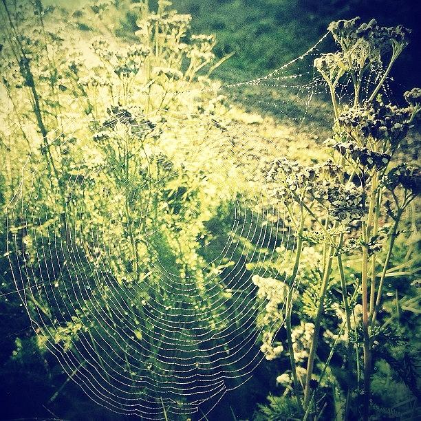 Green Spider Web Photograph by Judith Etzold