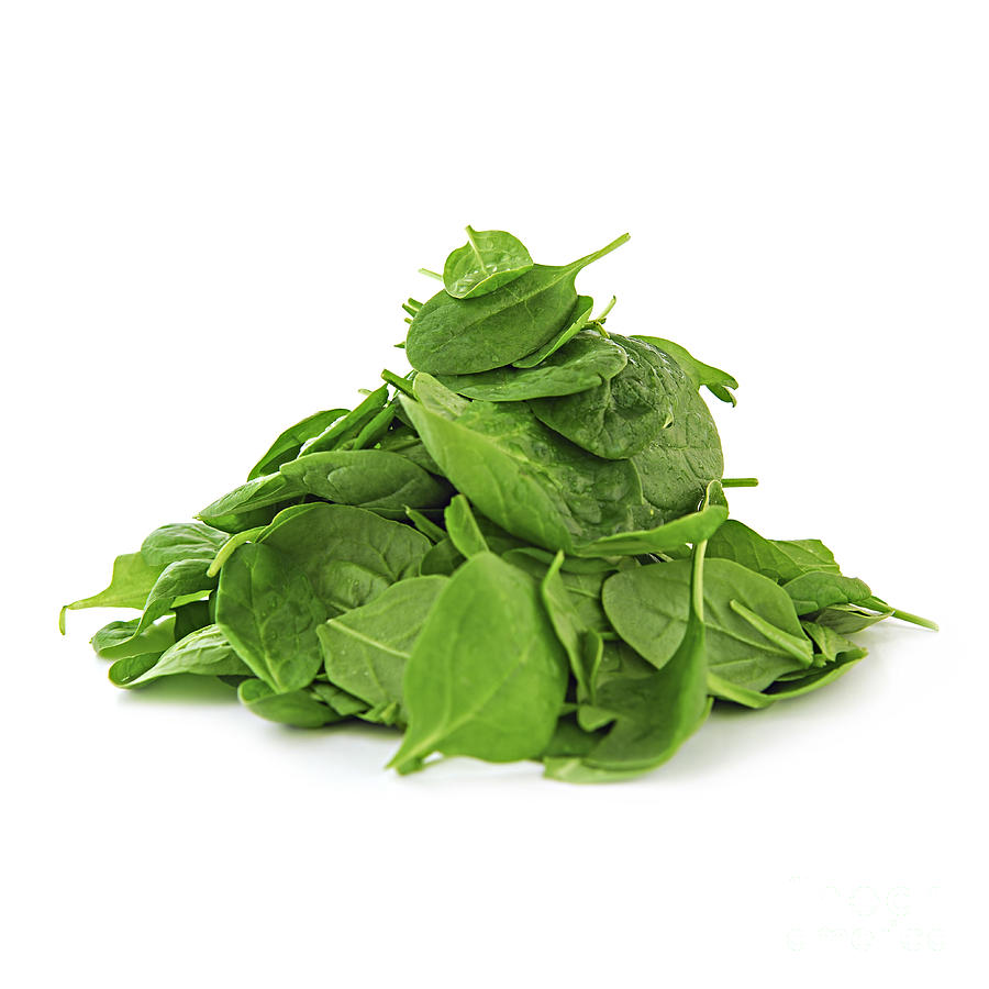 Spinach Photograph - Green spinach by Elena Elisseeva