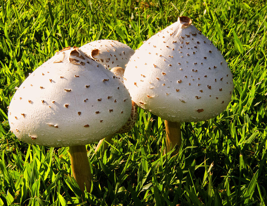 Mushroom Photograph - Green spored Lepiota by Flees Photos