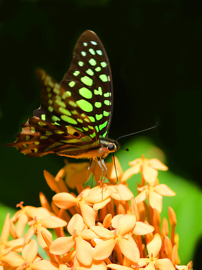 Green Spotted triangle Butterfly Photograph by David Clode