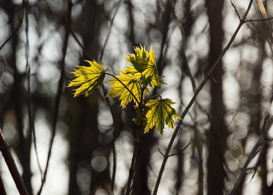 Nature Photograph - Green Spring - First Leaves in the Forest by Georgia Mizuleva