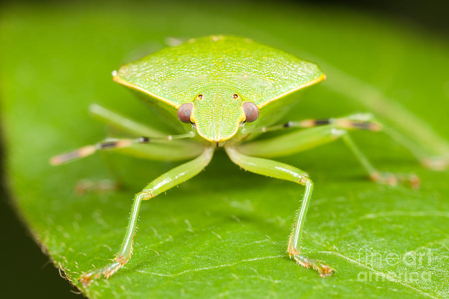Green Stink Bug Photograph by Clarence Holmes