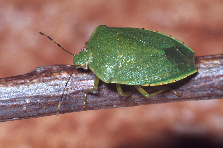 Green Stink Bug Photograph by Harry Rogers