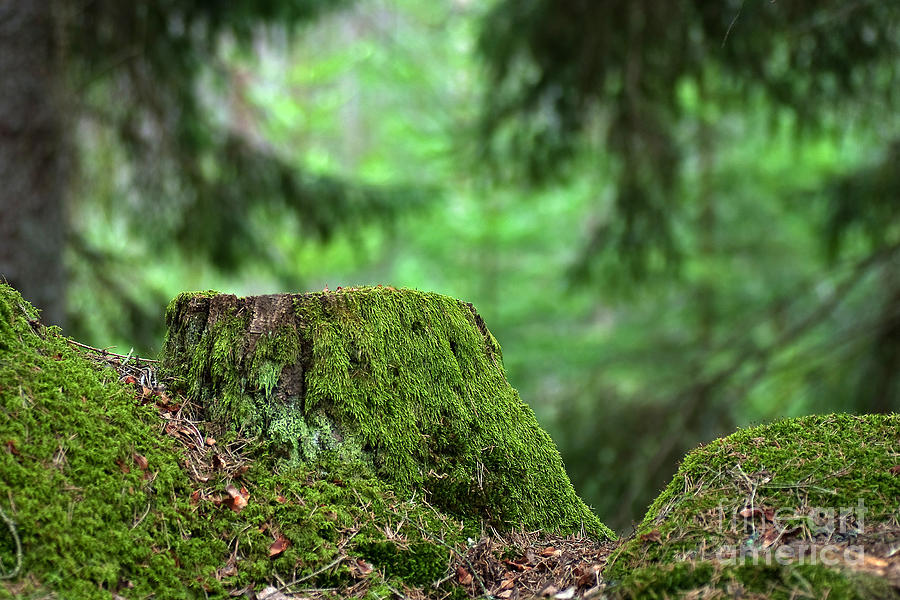 Green stump portrait Photograph by Kennerth and Birgitta Kullman - Fine ...