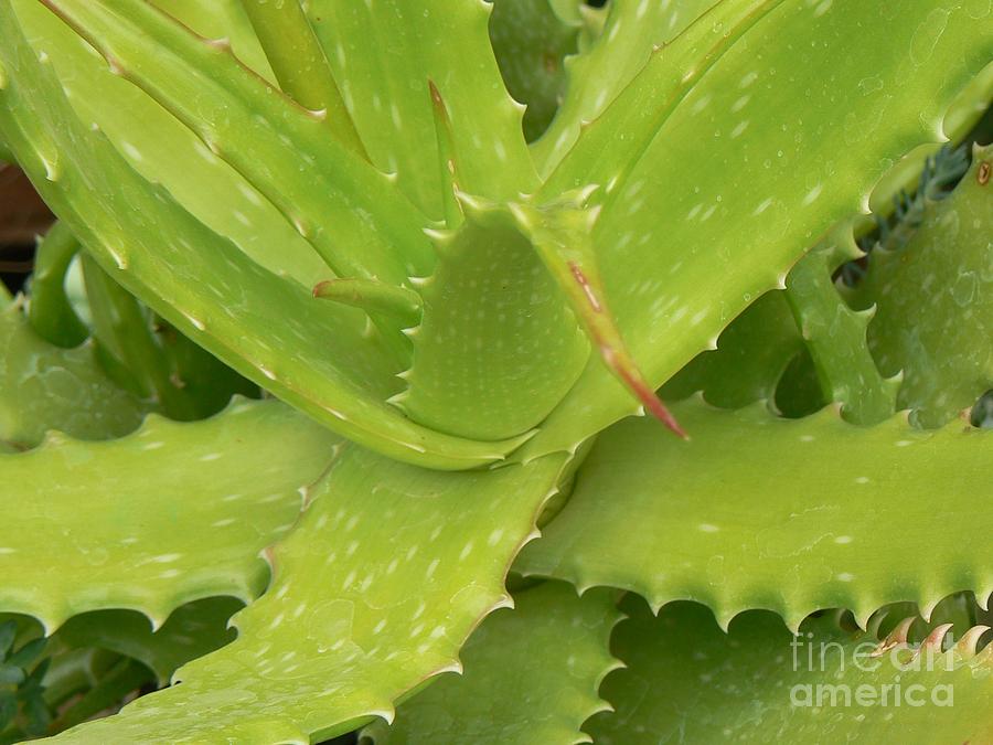 Lime Photograph - Green Succulent by Rincon Road Photography