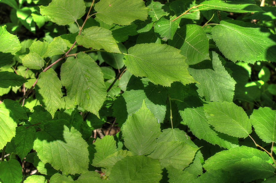 Green Summer Leaves Photograph