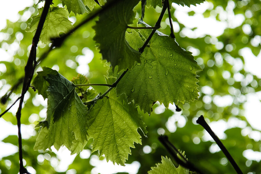 Green Summer Rain with Grape Leaves Photograph by Georgia Mizuleva