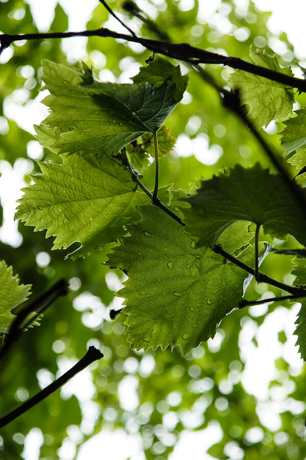 Green Summer Rain with Grape Leaves - Vertical Photograph by Georgia Mizuleva