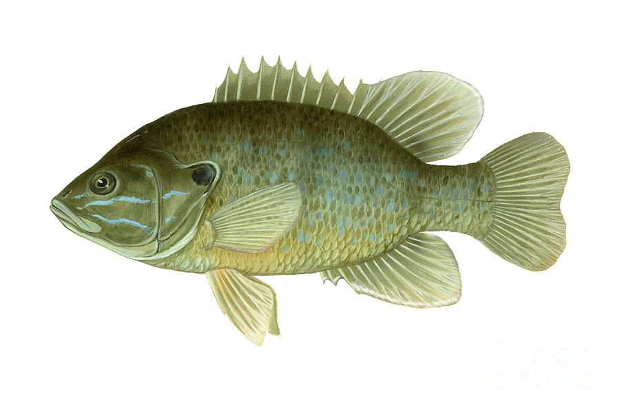 Green Sunfish Photograph by Carlyn Iverson