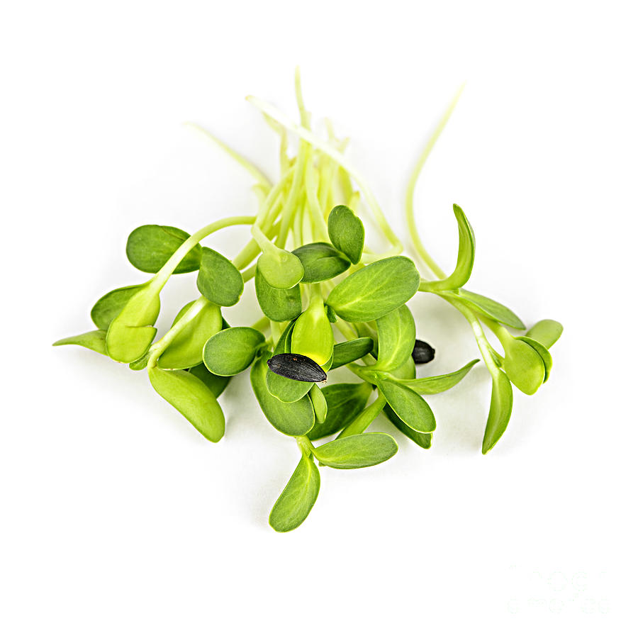 Green Sunflower Sprouts Photograph