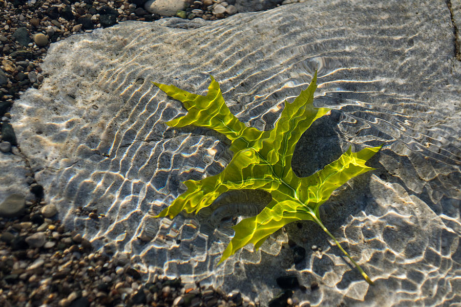 Green Sunshine - a Jade Colored Oak Leaf on the Rocks Photograph by Georgia Mizuleva