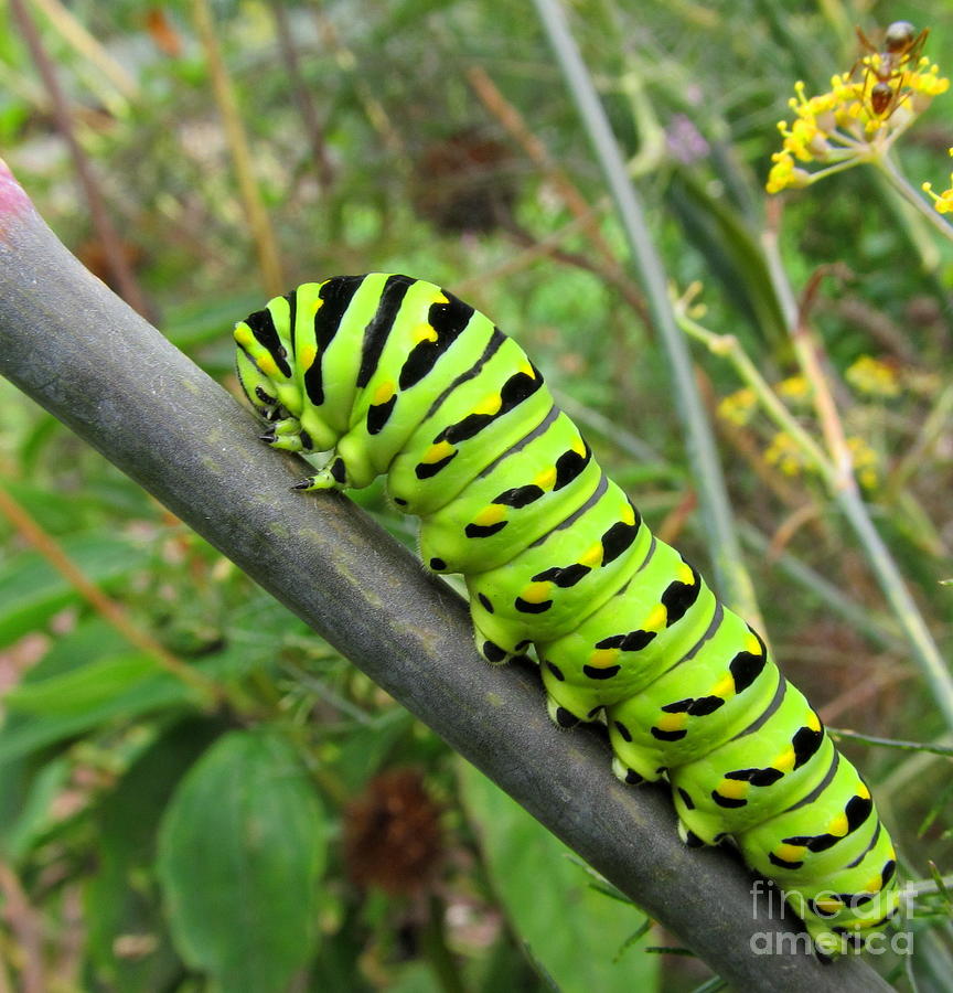 Green Swallowtail Caterpillar Photograph by Joshua Bales
