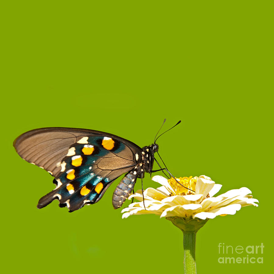 Green Swallowtail Photograph by Sari ONeal