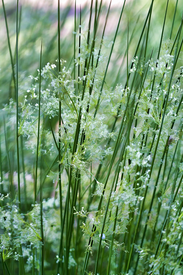 Green Swamp Grass Buzz Photograph by Kathy Clark