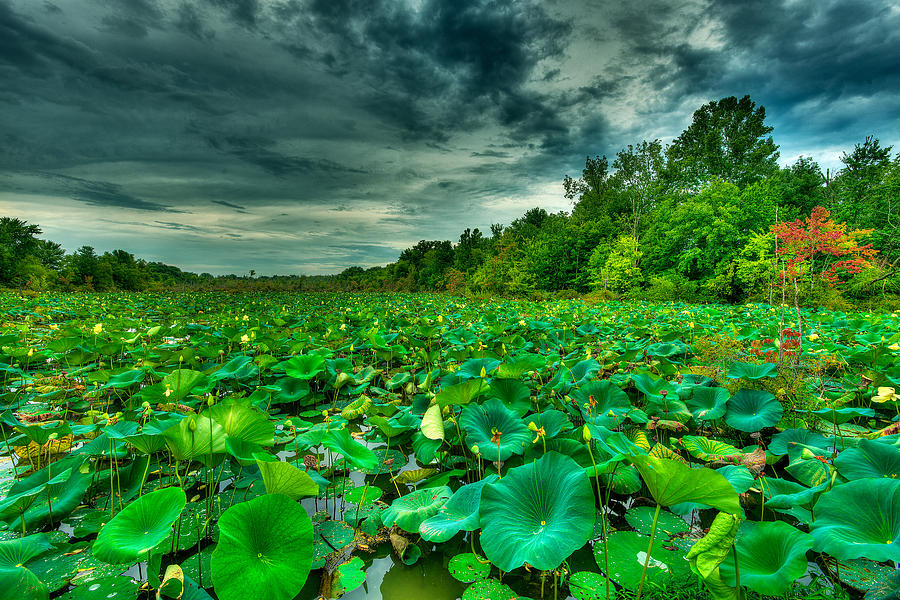 Green Swamped Photograph by Brett Engle