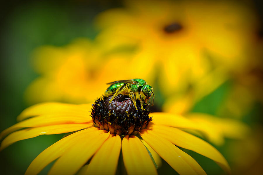 Green Sweat Bee Photograph by Kelly Nowak