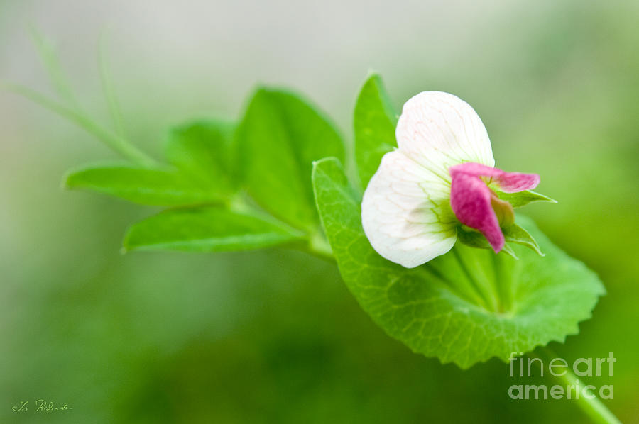 Green Sweet Pea Flower Photograph by Iris Richardson