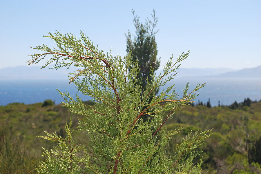 Green Tamarisk 1 Photograph by George Katechis