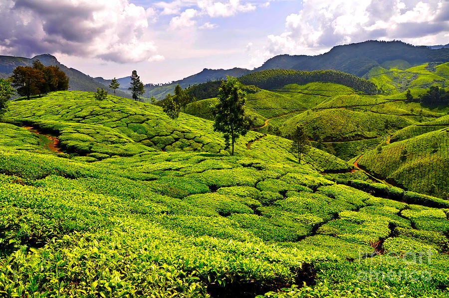 Tea Photograph - Green Tea Plantation by Boon Mee
