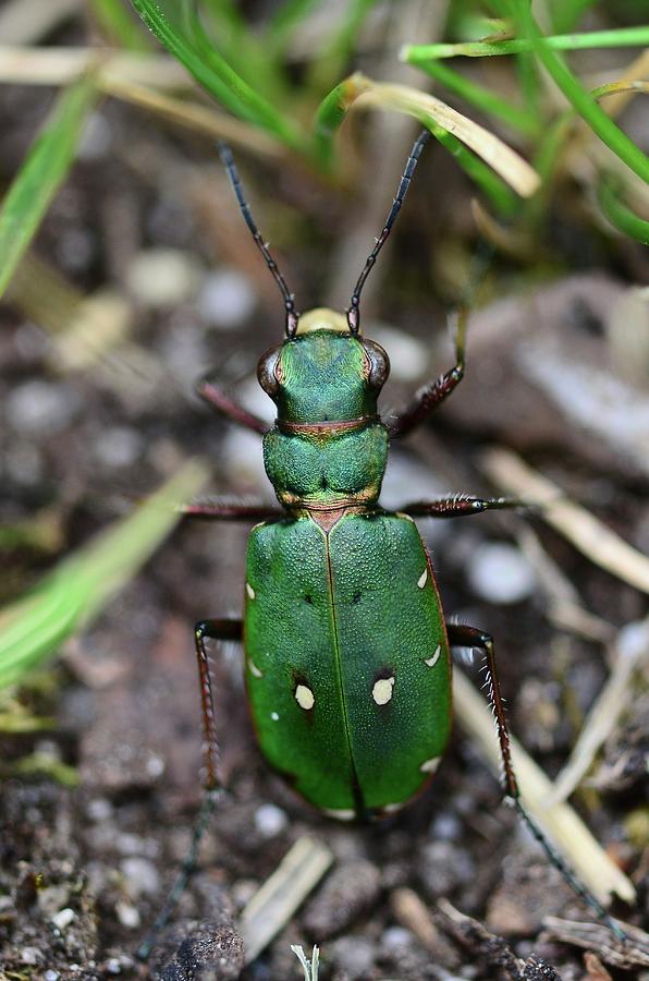 Green Tiger Beetle Photograph by Colin Varndell/science Photo Library ...
