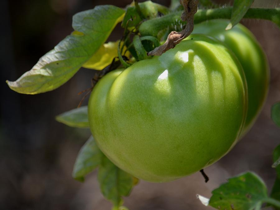 Green Tomato 2 Photograph by Maria Urso
