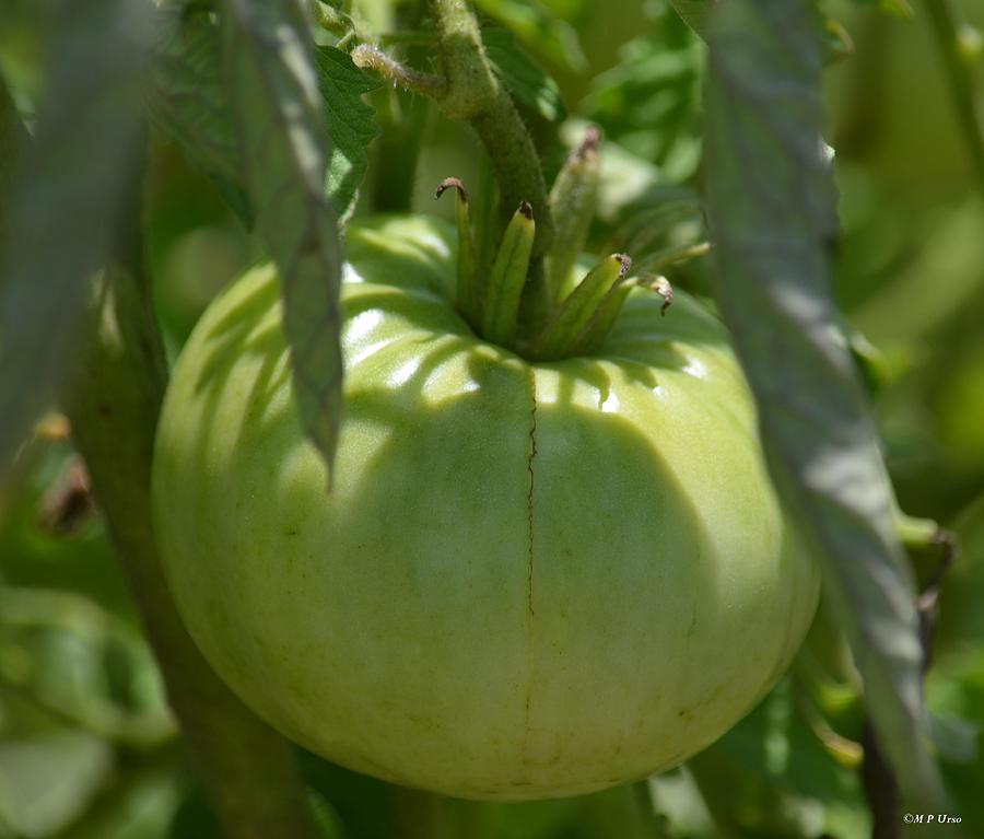 Green Tomato Photograph by Maria Urso
