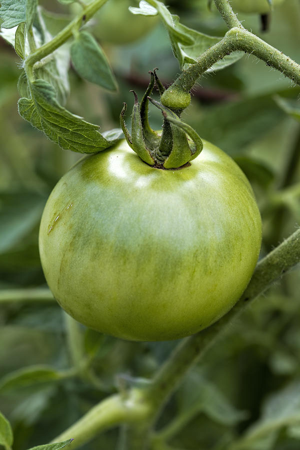 Green Tomato on the Vine Photograph by Kathy Clark