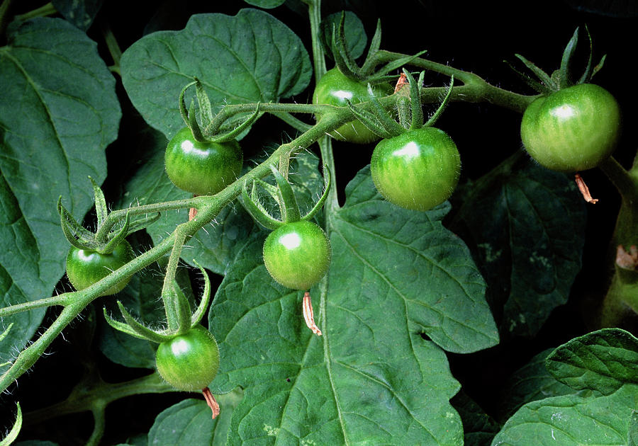 Green Tomatoes On The Vine Photograph by Anthony Cooper/science Photo Library