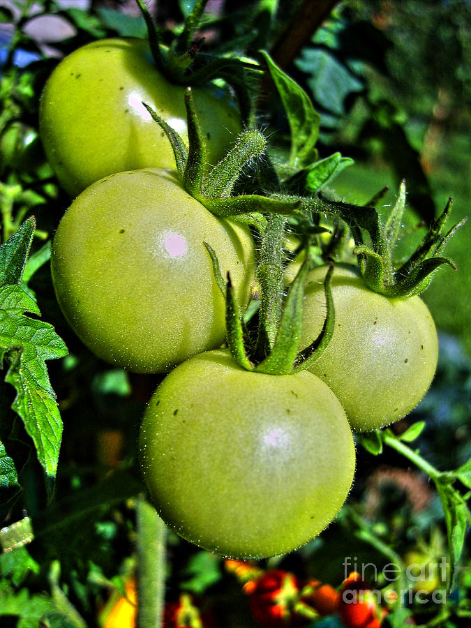 Green Tomatoes On Vine Photograph by Nina Ficur Feenan