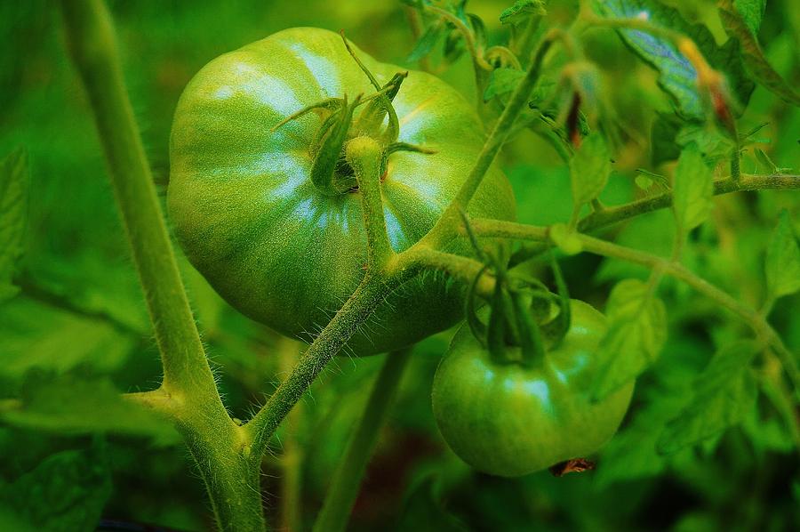 Green Tomatos Photograph by Daniel Thompson