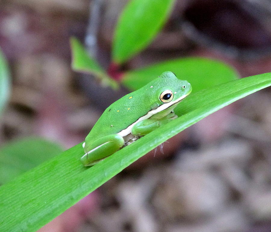 Green Tree Frog Photograph by Dana Doyle - Fine Art America