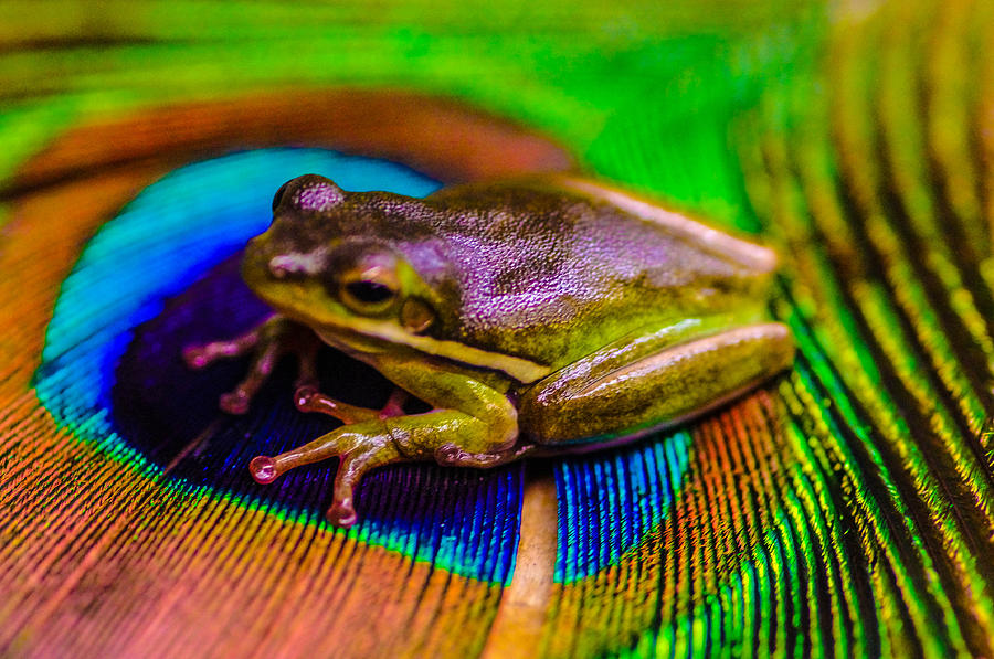 Green tree frog Photograph by Gerald Kloss