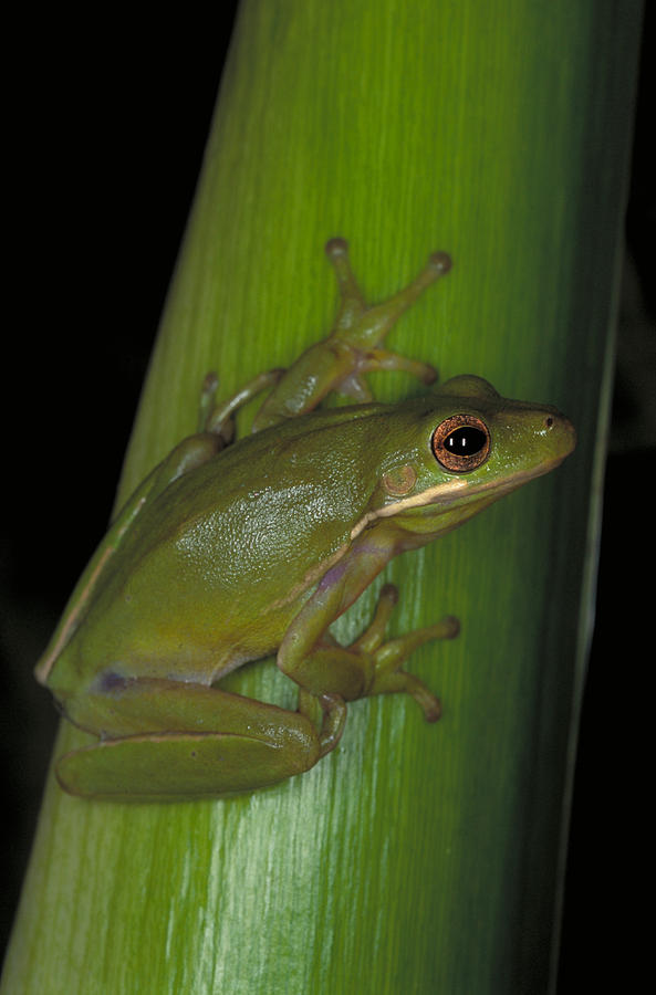 Green Tree Frog Hyla Cinerea Photograph by Millard H. Sharp