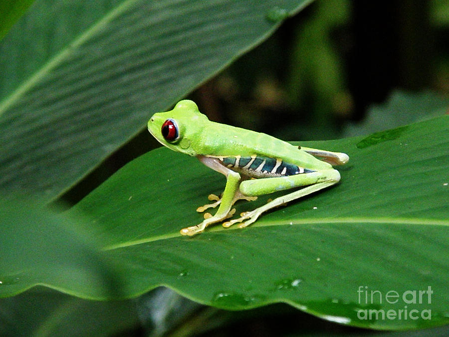 Green Tree Frog in Costa Rica Photograph by DejaVu Designs