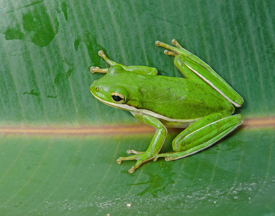 Green Tree Frog Photograph by John Serrao